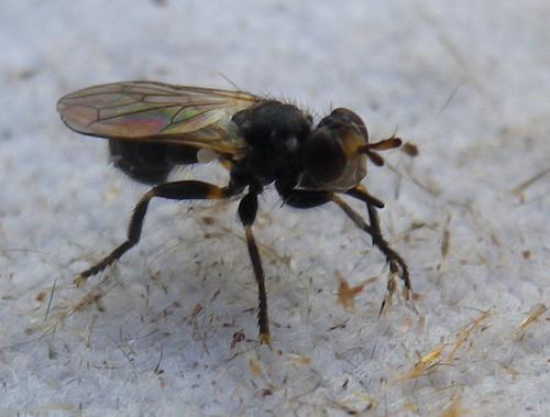 Réf. 238 920 : Thecophora sp.